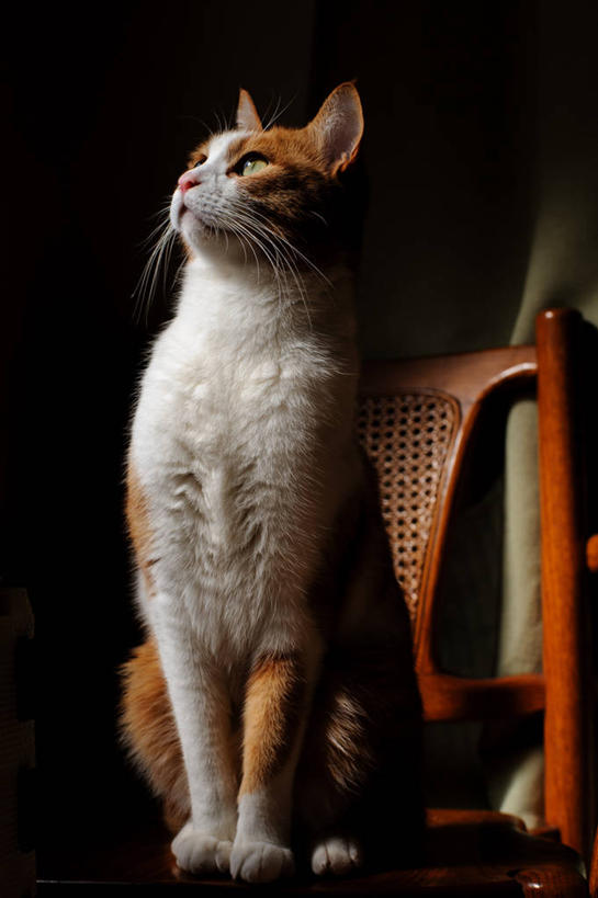 无人,坐,竖图,室内,特写,猫,椅子,日本,褐色,白色,动物,向上看,家畜,摄影,彩图