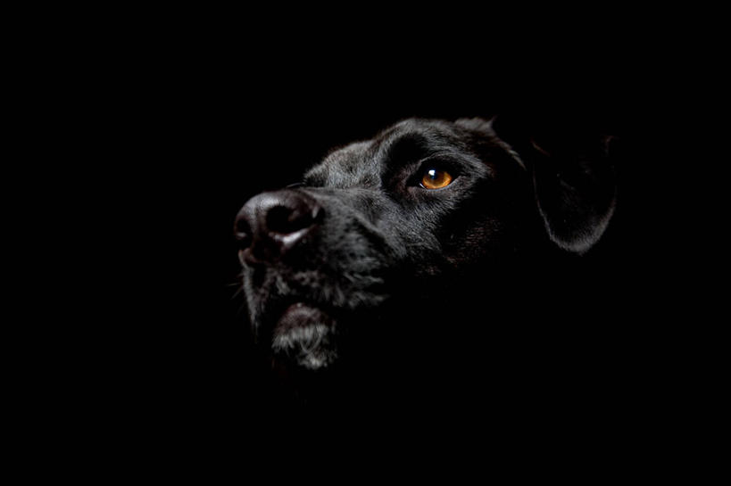 无人,拳击手,横图,特写,仰视,锻炼,比赛,运动,拳击,宠物,狗,加拿大,黑色背景,黑色,家畜,摄影,部分,拉布拉多犬,魁北克,体育,拳击家,拳击运动员,彩图,低角度拍摄,影棚拍摄,健身,好奇心