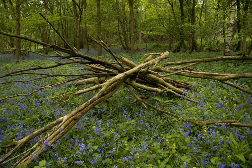无人,横图,室外,白天,森林,树林,植物,英国,一堆,堆叠,堆积,木材,地形,田地,木柴,树,自然,摄影,木料,生长,堆,宁静,清新,赫里福德郡,野风信子,彩图,林区