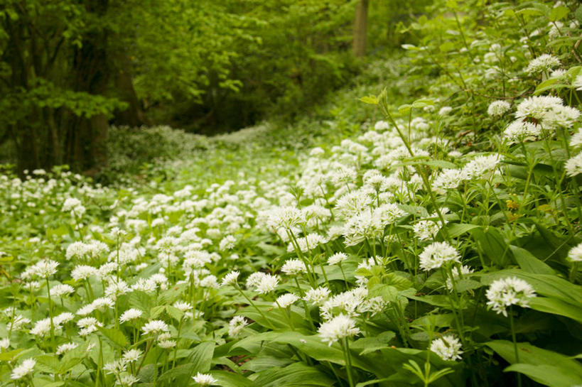 无人,横图,室外,白天,叶子,英国,地面,花,绿色,自然,摄影,空地,生长,脆弱,熊葱,赫里福德郡,彩图