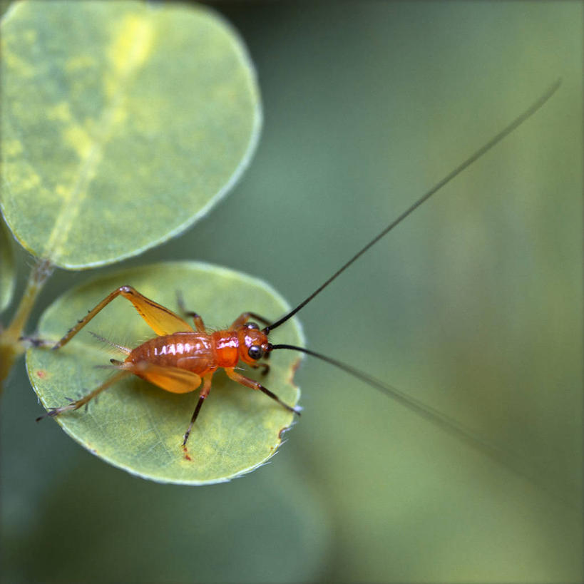 无人,方图,室外,白天,微距,野生动物,叶子,印度,昆虫,蚱蜢,摄影,泰米尔纳德邦,彩图