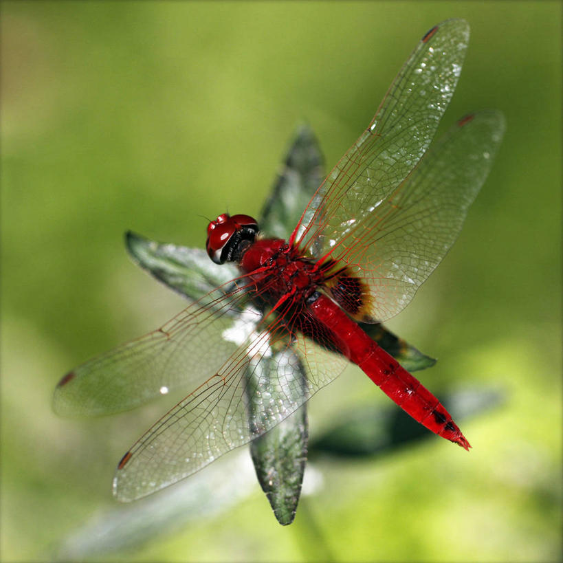 无人,方图,室外,特写,白天,野生动物,叶子,印度,蜻蜓,昆虫,红色,动物,摄影,益虫,泰米尔纳德邦,彩图