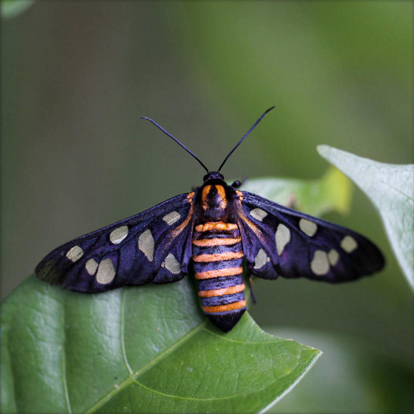 无人,方图,室外,特写,白天,野生动物,叶子,印度,一个,摄影,单个,蛾,泰米尔纳德邦,彩图