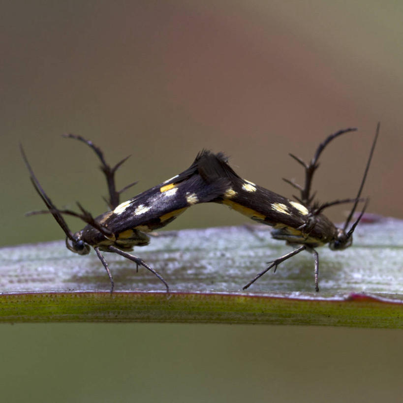 无人,方图,室外,白天,微距,野生动物,印度,昆虫,动物,两只,摄影,蛾,交配,泰米尔纳德邦,彩图,动物行为
