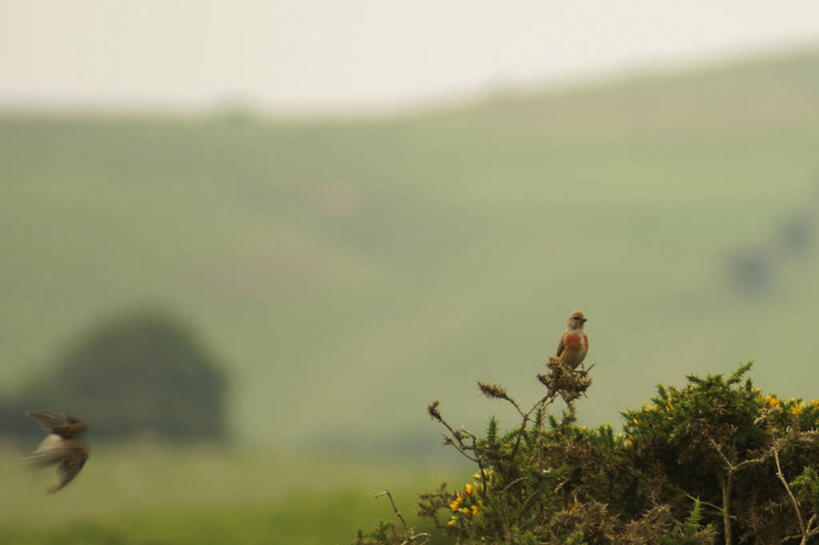 无人,横图,室外,白天,植物,野生动物,英国,鸟类,飞,自然,动物,两只,摄影,威尔士,金雀花,彩图