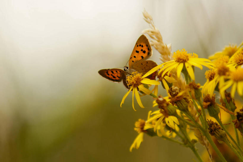 无人,横图,室外,白天,野生动物,蝴蝶,英国,昆虫,花,黄色,摄影,脆弱,清新,授粉,狗舌草,彩图
