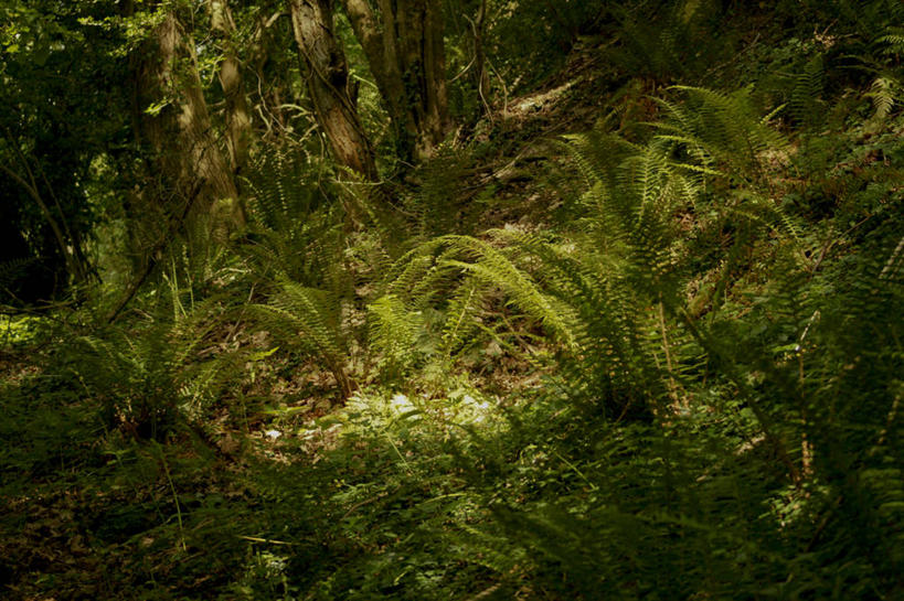 无人,横图,室外,白天,树林,日光,英国,自然,摄影,宁静,蕨类,彩图