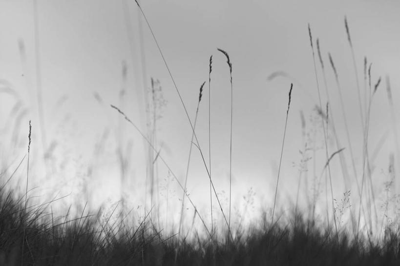 无人,横图,黑白,室外,白天,挪威,草,天空,自然,摄影,宁静,脆弱,改变,奥普兰郡,利勒哈默尔,秋天