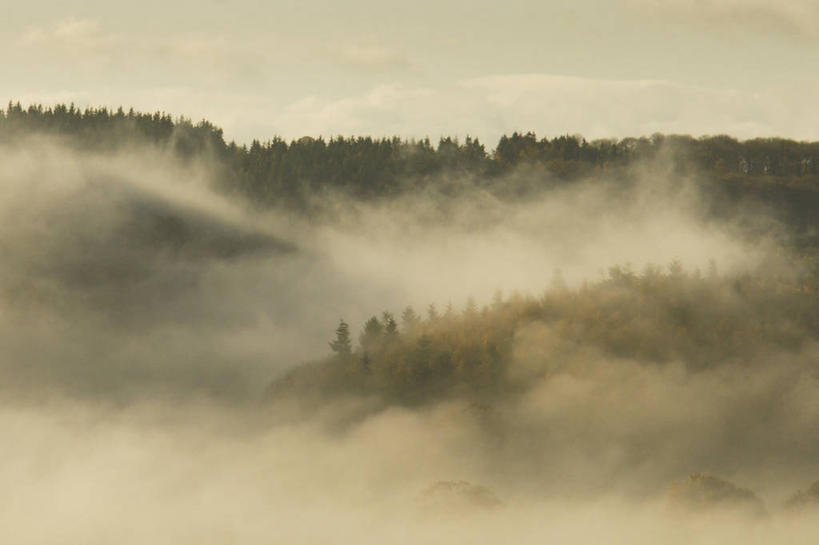 无人,横图,室外,白天,森林,雾,英国,地形,云,黎明,天气,树,风景,天空,自然,摄影,宁静,赫里福德郡,彩图