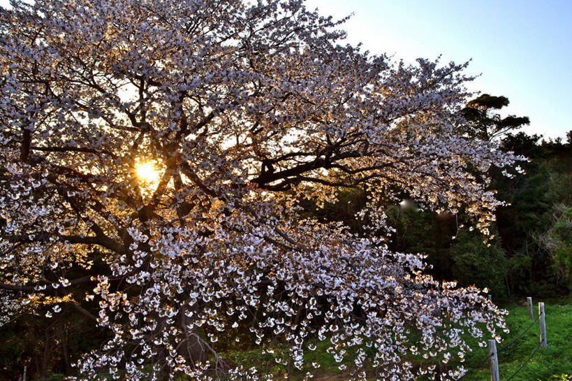 无人,横图,室外,美景,日落,樱花,长崎,日光,日本,日本文化,景观,枝,樱桃树,花,天空,自然,景色,摄影,生长,宁静,自然风光,彩图