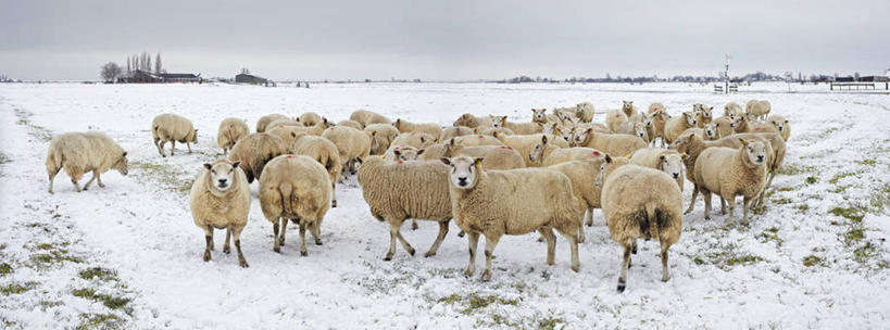 无人,横图,全景,室外,白天,雪,荷兰,一群,许多,地形,羊群,很多,家畜,寒冷,摄影,牲畜,绵羊,彩图