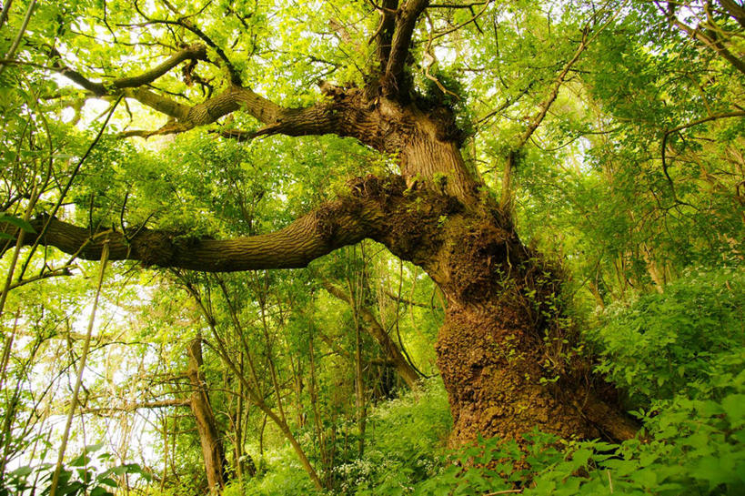 无人,横图,室外,白天,仰视,美景,植物,英国,景观,枝,树,树干,自然,景色,摄影,生长,宁静,自然风光,橡树,赫里福德郡,彩图,低角度拍摄