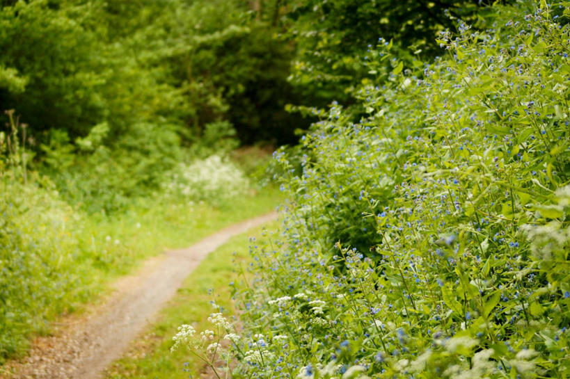 无人,横图,室外,白天,美景,英国,河岸,景观,野花,绿色,风景,自然,景色,摄影,脆弱,清新,自然风光,赫里福德郡,彩图