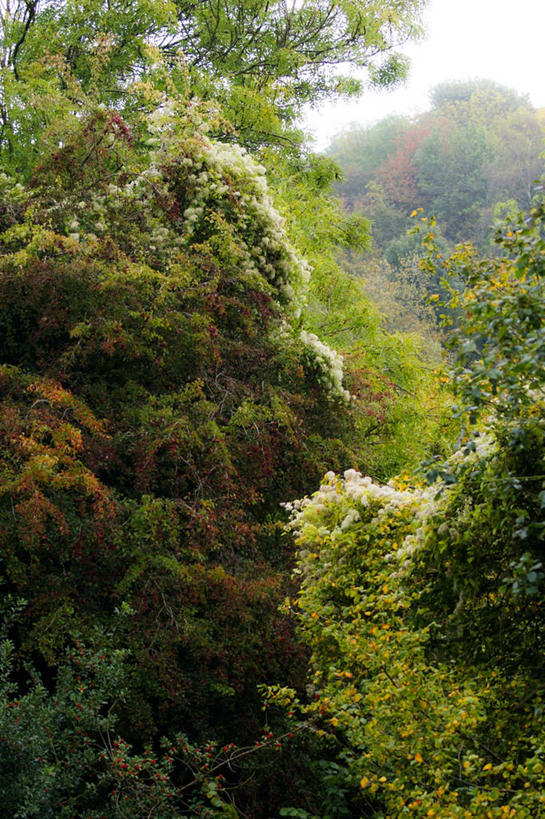无人,竖图,室外,白天,美景,森林,植物,英国,景观,铁线莲,树,自然,景色,摄影,宁静,自然风光,改变,赫里福德郡,秋天,彩图
