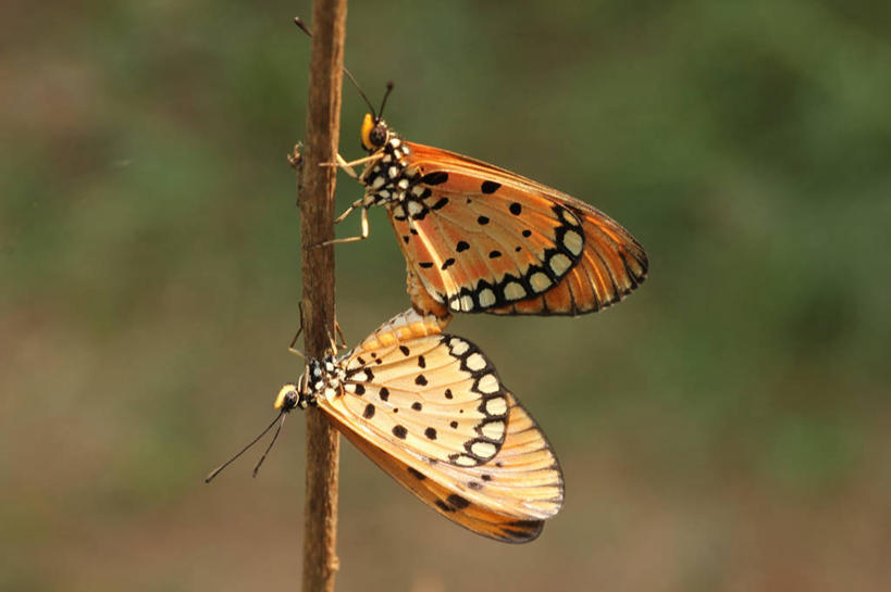 无人,横图,室外,特写,白天,野生动物,蝴蝶,印度,茎,动物,两只,摄影,茶色,脆弱,泰米尔纳德邦,金奈,彩图