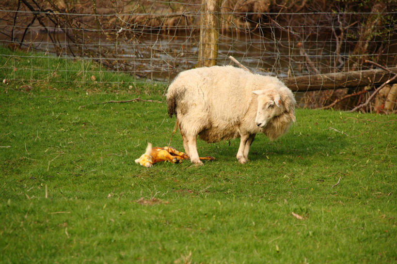 无人,横图,室外,白天,羊,英国,栅栏,苏格兰,草,动物,两只,家畜,摄影,牲畜,开端,绵羊,彩图