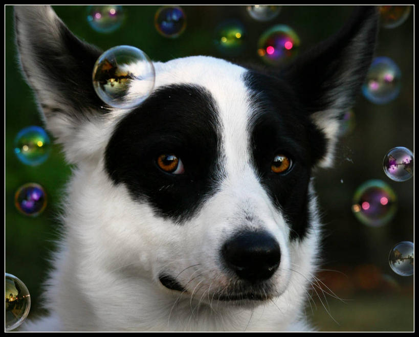 无人,横图,室外,特写,白天,宠物,狗,美国,透明,反射,光线,光芒,半空,白色,黑色,动物,泡泡,家畜,摄影,部分,肖像,边境牧羊犬,华盛顿州,彩图