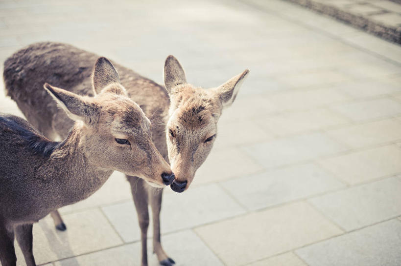 无人,横图,室外,特写,白天,鹿,野生动物,奈良县,日本,动物,两只,摄影,彩图