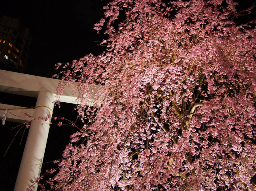 无人,横图,室外,夜晚,美景,樱花,东京,日本,亚洲,日本文化,景观,首都,杆,树,自然,景色,摄影,生长,神殿,自然风光,改变,东亚,本州,关东地方,本州岛,日本国,东京都,赤坂,秋天,彩图