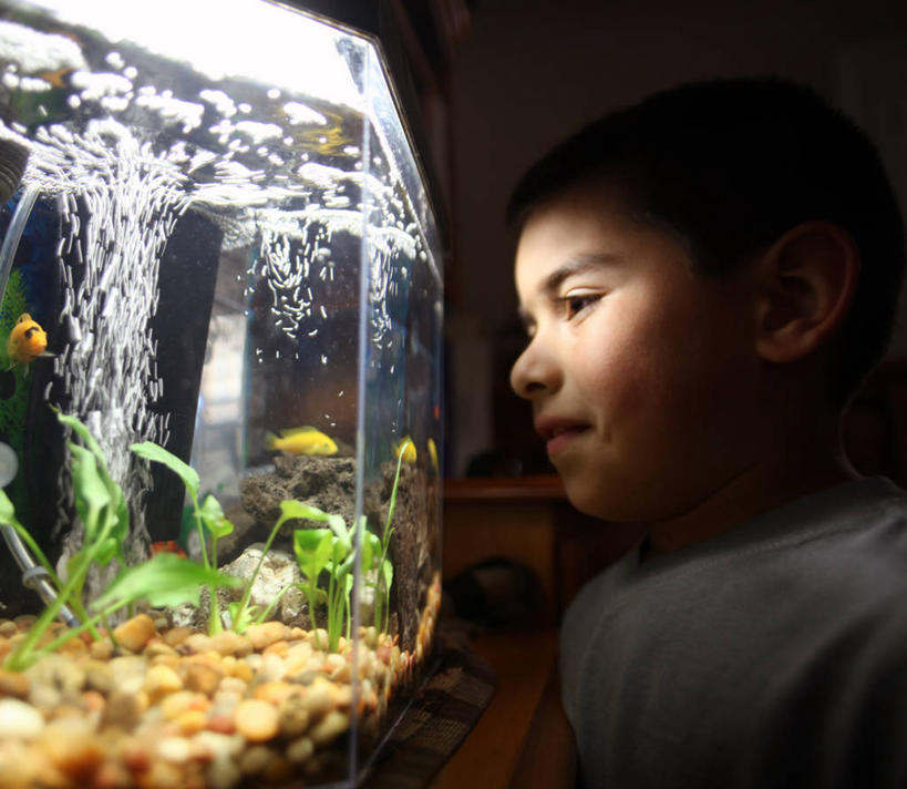 儿童,脸,头,脸颊,一个人,站,微笑,横图,侧面,快乐,幸福,纯洁,美国,仅一个男性,仅一个人,鱼缸,休闲装,鱼类,肩膀,小孩,看,仅一个小孩,可爱,童年,童趣,摄影,加利福尼亚,童真,烂漫,无邪,长滩,天真,男孩,男人,男性,孩子,头部,脸部,脸蛋,面部,彩图,男生,好奇心