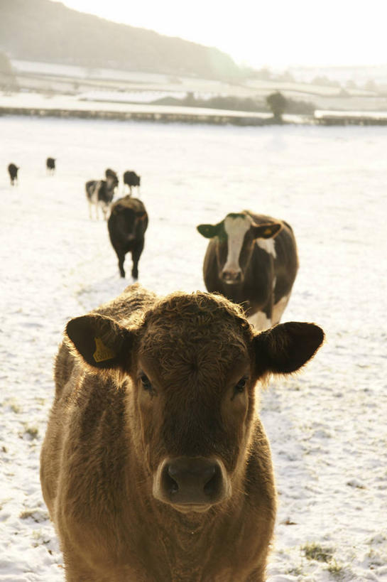 无人,竖图,室外,白天,雪,英国,田地,自然,家畜,寒冷,摄影,牲畜,赫里福德郡,步行,彩图,家牛,好奇心