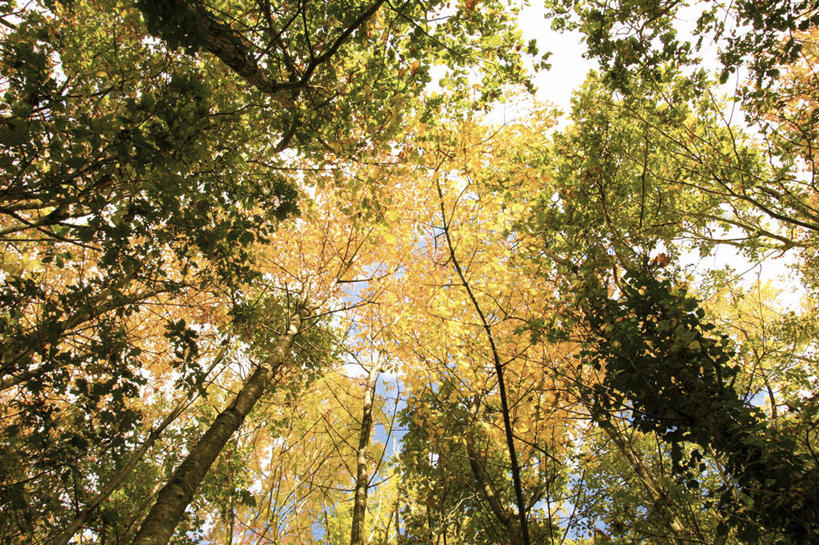 无人,横图,室外,白天,仰视,树林,植物,英国,枝,树,树木,绿色,天空,自然,摄影,生长,成长,宁静,改变,赫里福德郡,秋天,彩图,低角度拍摄