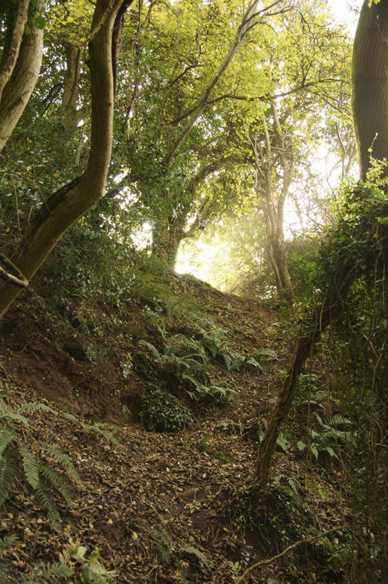 无人,竖图,室外,白天,美景,植物,日光,英国,景观,树,绿色,自然,景色,摄影,生长,宁静,蕨类,自然风光,赫里福德郡,彩图