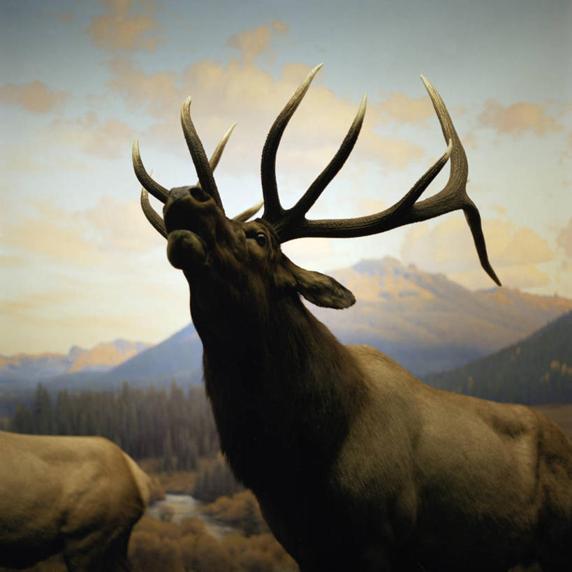 无人,方图,室外,山脉,野生动物,纽约,美国,田地,云,天空,自然,黄昏,动物,两只,摄影,鹿角,纽约州,加拿大马鹿,马鹿,彩图