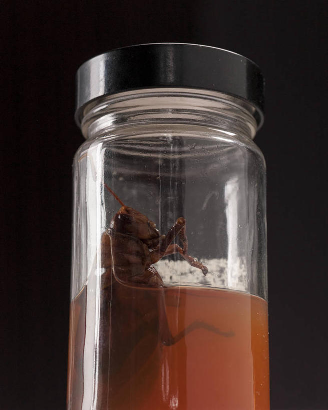 无人,竖图,特写,水,美国,黑色背景,反射,昆虫,摄影,死亡,广口瓶,彩图,影棚拍摄