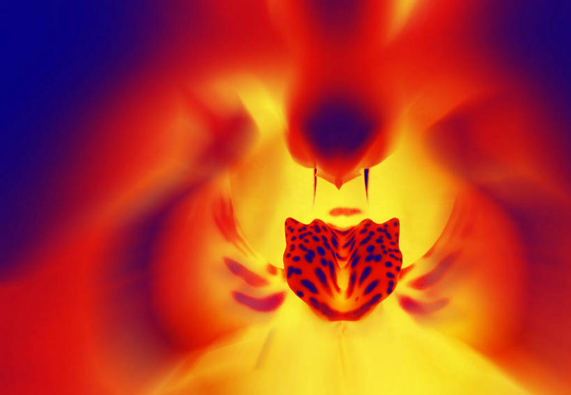 无人,横图,室外,特写,加拿大,盛开,花蕾,花,花瓣,花朵,鲜花,一朵,花苞,花蕊,摄影,脆弱,雄蕊,清新,彩图