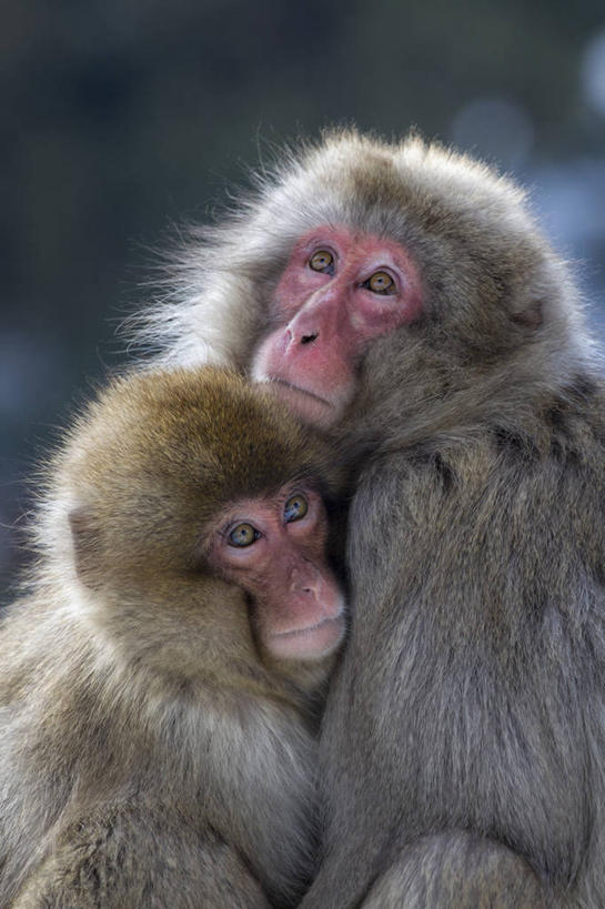 无人,竖图,室外,特写,白天,野生动物,猴子,日本,动物,两只,摄影,部分,日本猕猴,拥抱,彩图,地狱谷