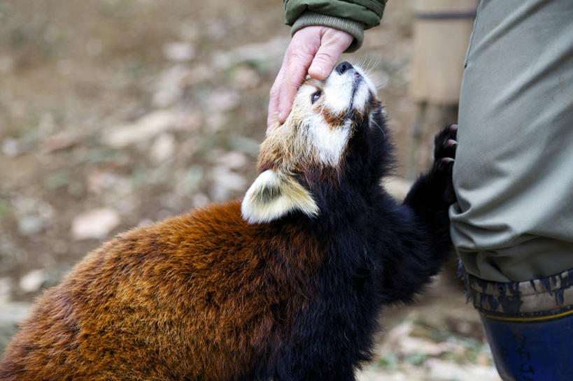 成年人,手,腿,一个人,动物园,横图,室外,白天,野生动物,小熊猫,东京,日本,仅一个男性,首都,人体,摄影,部分,关爱,爱抚,四肢,日野,彩图