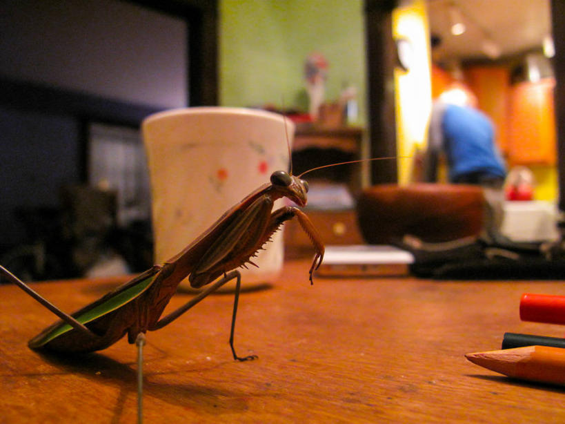 无人,坐,横图,室内,特写,桌子,野生动物,美国,昆虫,螳螂,杯,铅笔,摄影,彩图