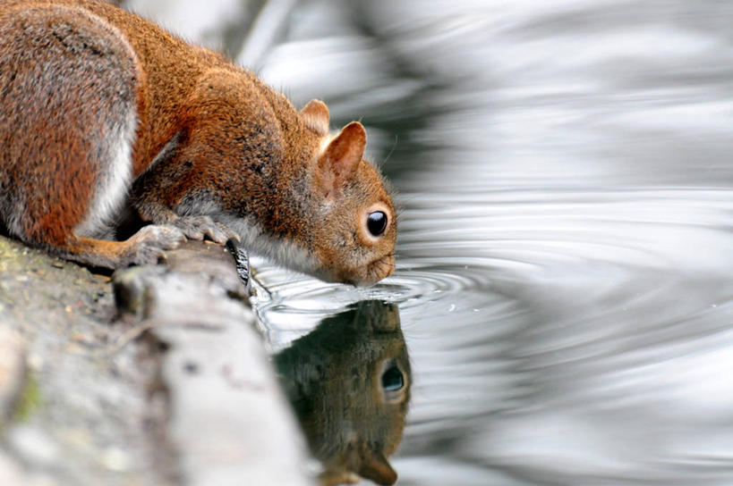 无人,横图,室外,特写,白天,长时间曝光,湖,野生动物,美国,喝,波纹,干燥,反射,松鼠,摄影,加利福尼亚,萨克拉门托,口渴,彩图