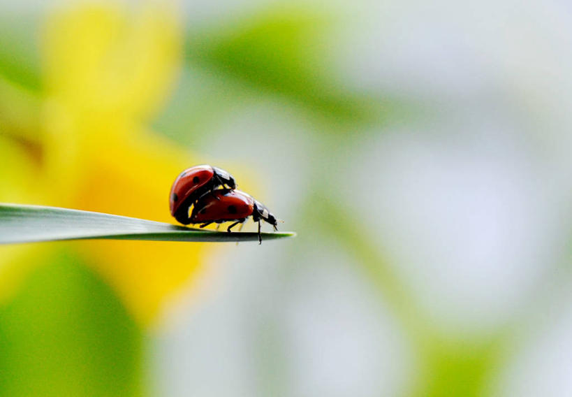 无人,横图,室外,特写,白天,侧面,水仙花,野生动物,瓢虫,叶子,英国,昆虫,天牛,首都,摄影,园林,彩图