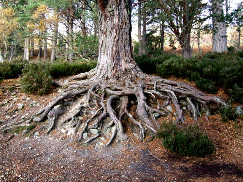 无人,横图,室外,白天,旅游,度假,美景,森林,英国,缠绕,景观,根部,娱乐,苏格兰,树,树干,自然,享受,休闲,景色,放松,摄影,生长,环境,自然风光,稳定