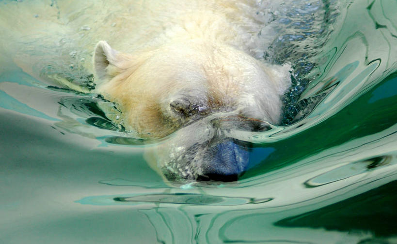无人,横图,室外,白天,水下,北极熊,哺乳动物,野生动物,韩国,波纹,捕食,动物,潜水,摄影,京畿道,龙仁市