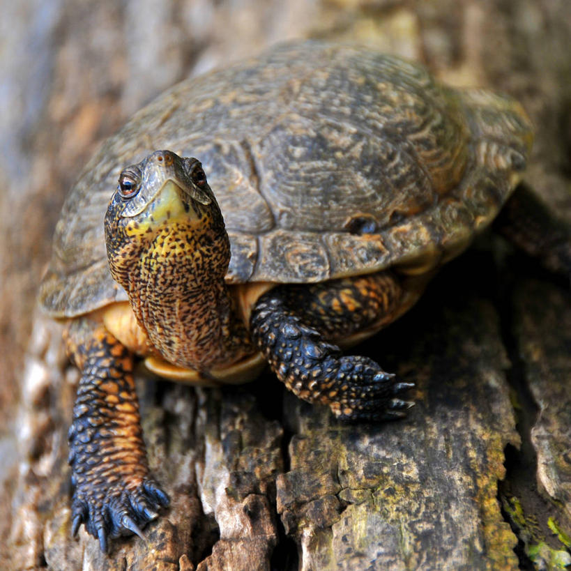 无人,方图,室外,白天,城市,野生动物,美国,自然,摄影,北美,北美洲,圆木,加利福尼亚,美洲,加州,洛杉矶,加利福尼亚州,金州,黄金州,北亚美利加洲,亚美利加洲,天使之城,蒙市,蒙特利公园市,海龟,美利坚合众国