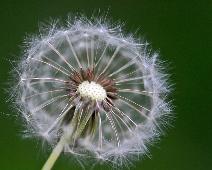 无人,横图,室外,特写,白天,蒲公英,盛开,光,茎,种子,花蕾,花,花瓣,花朵,鲜花,一朵,自然,花苞,花蕊,摄影,脆弱,授粉,柔和,阿默斯特