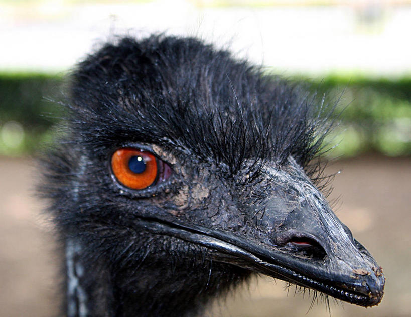 无人,横图,室外,特写,白天,鸸鹋,野生动物,澳大利亚,摄影,喙,昆士兰州,机敏