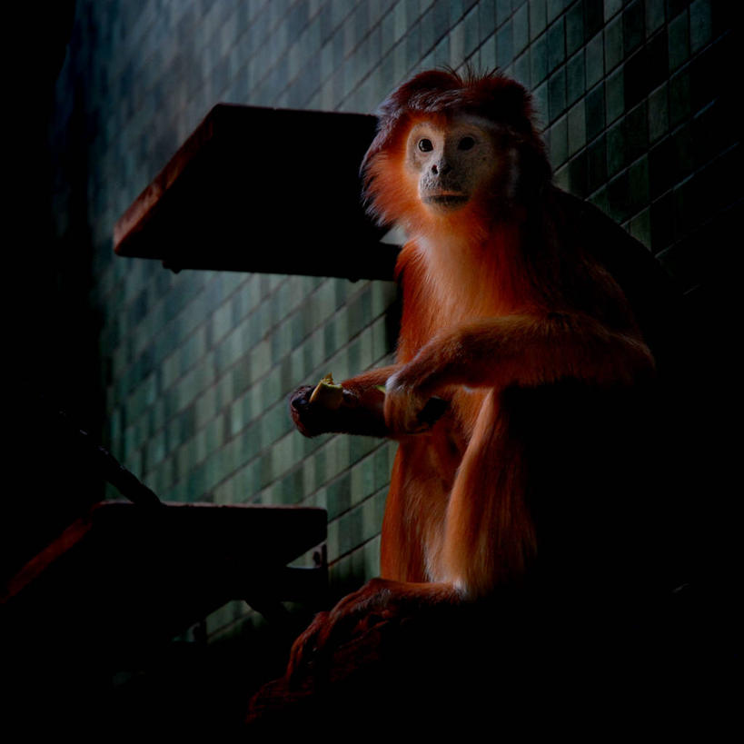 无人,坐,方图,室内,特写,夜晚,野生动物,猴子,德国,首都,柏林,思考,摄影