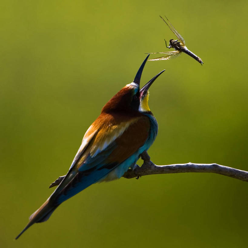 无人,坐,吃,方图,室外,特写,白天,侧面,野生动物,对抗,鸟类,蜻蜓,捕食,昆虫,枝,飞,自然,动物,张嘴,两只,伸手,摄影,栖息,接,张大嘴巴,饥饿,喙,嫩枝,匈牙利共和国,食蜂鸟,黄喉蜂虎,张开嘴,饿