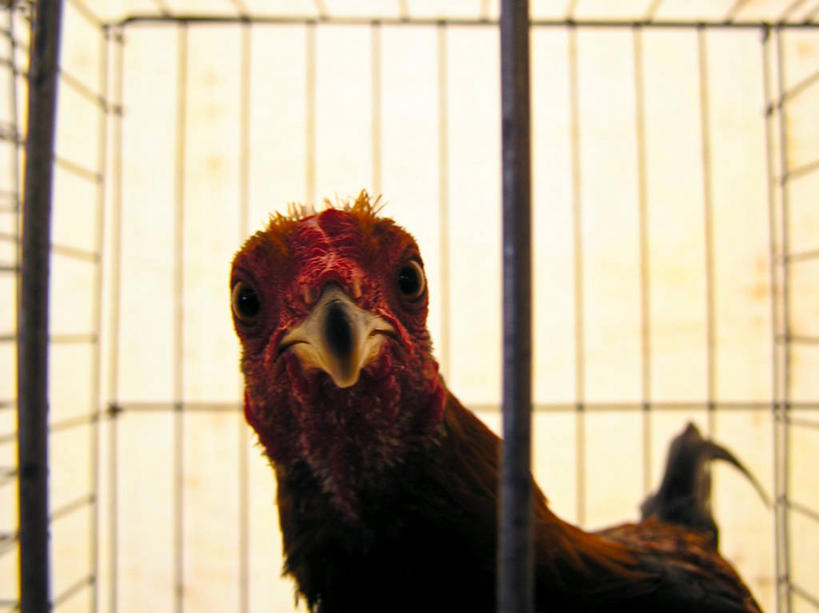 无人,横图,室内,室外,特写,白天,美国,生气,笼子,鸟笼,家畜,摄影,牲畜,北美,北美洲,美洲,北卡罗来纳州,北亚美利加洲,亚美利加洲,北卡罗来纳,焦油脚根之州,黑油鞋根之州,老北州,罗利,母鸡,美利坚合众国,好奇心,态度