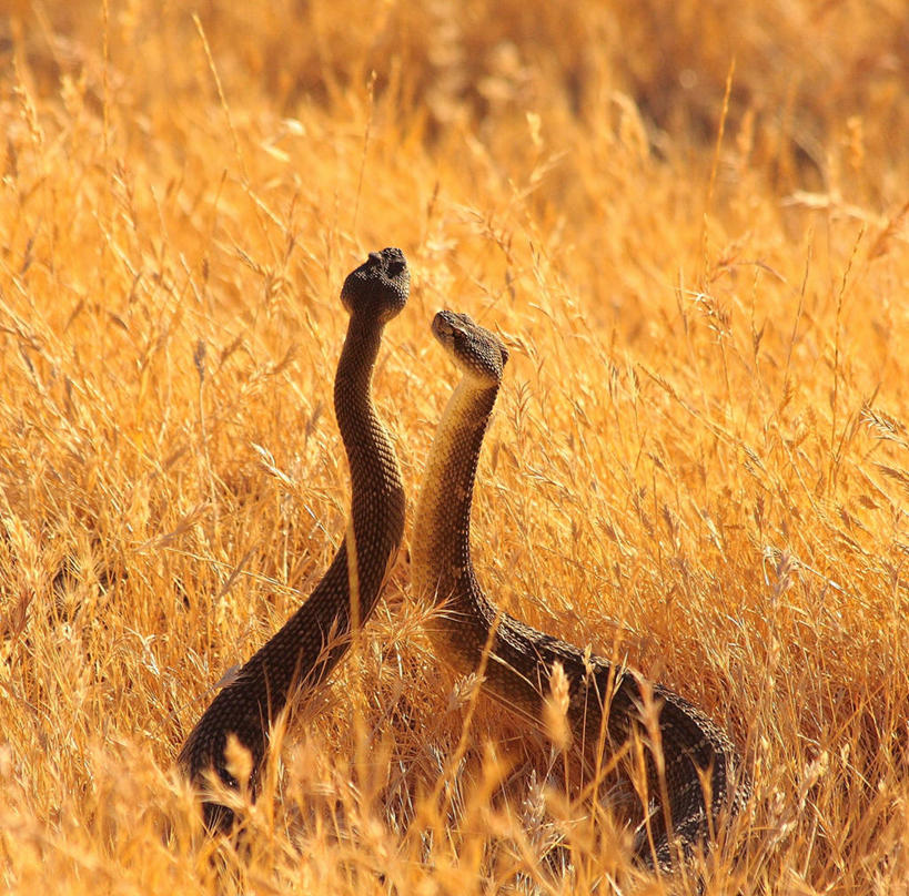 无人,横图,室外,白天,野生动物,冲突,草,动物,两只,摄影,威胁,加利福尼亚,打斗,进攻,响尾蛇,危险