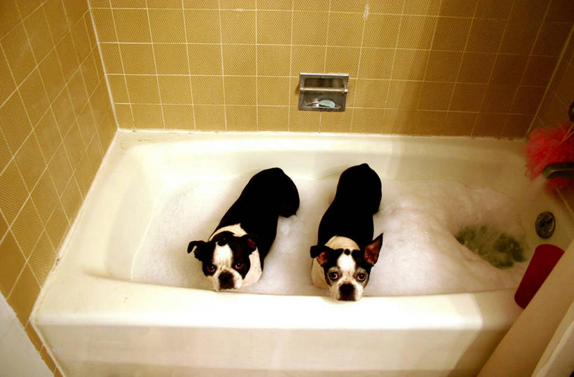 无人,站,横图,俯视,室内,白天,浴室,宠物,狗,小的,肥皂泡,房屋,梗犬,黑色,动物,泡泡,向上看,两只,浴盆,摄影,卫生,加利福尼亚,旧金山,洗涤,高角度拍摄,波士顿猎犬,纯种犬