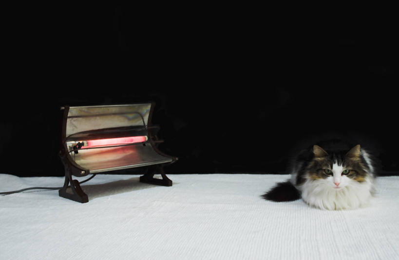 无人,坐,躺,横图,懒惰,桌子,宠物,猫,黑色背景,热,桌布,一个,放松,摄影,单个,电,照亮,锅炉,影棚拍摄