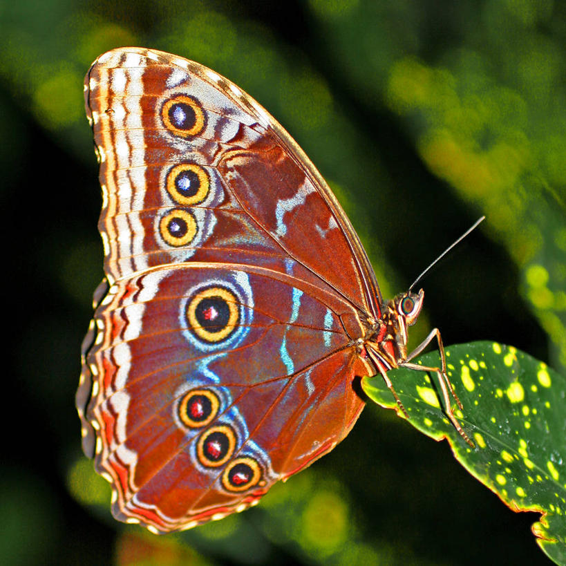 无人,坐,方图,室外,特写,白天,侧面,植物,野生动物,蝴蝶,叶子,圆形,昆虫,自然,动物,摄影,蓝闪蝶,闪蝶,脆弱,益虫,俄亥俄州,蓝摩尔福蝶,蓝色大闪蝶