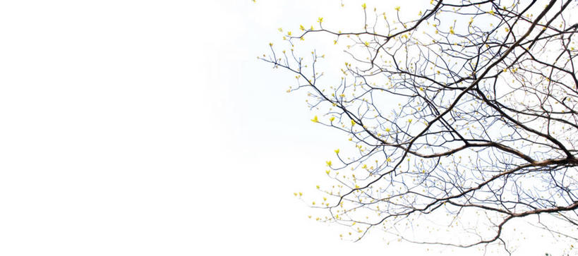 无人,横图,全景,室外,白天,美景,日本,景观,枝,花,花朵,自然,景色,摄影,生长,清新,自然风光,万里无云,群马县