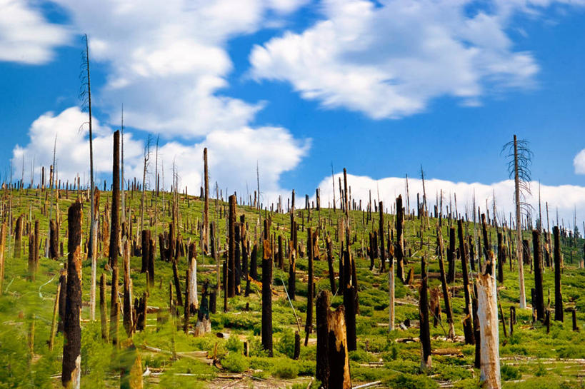 无人,横图,室外,白天,美景,森林,山,火,废弃,丰富,地平线,地形,景观,云,辽阔,树桩,地面,草,树,风景,自然,广阔,景色,摄影,一望无际,死亡,清新,销毁,加利福尼亚,自然风光,延伸,毁灭,天地相交,无边无际,一马平川,森林火灾,开端,烧毁