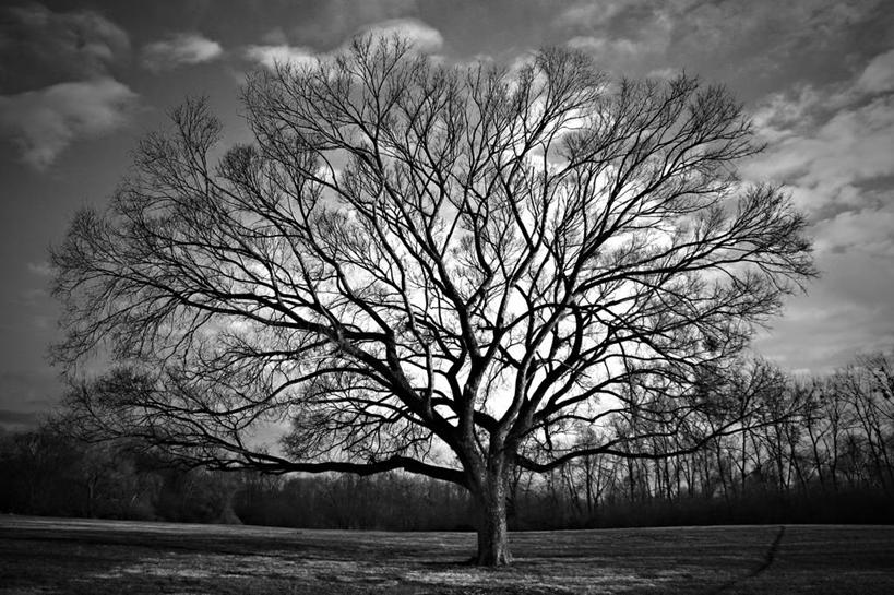 无人,横图,黑白,室外,白天,美景,日光,地形,景观,田地,云,冬天,枝,树,风景,天空,自然,景色,摄影,宁静,自然风光,改变,肯塔基州,路易斯维尔,独处